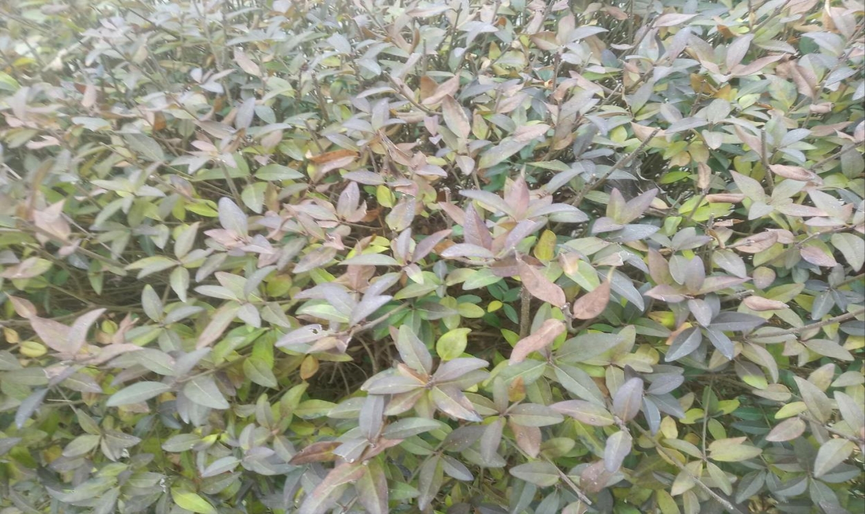 小型有机溶剂 闭式循环喷雾干燥机